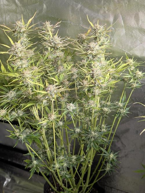 Creamzilla Auto x3. Week 11 - N3