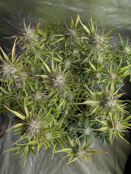 Creamzilla Auto x3. Week 11