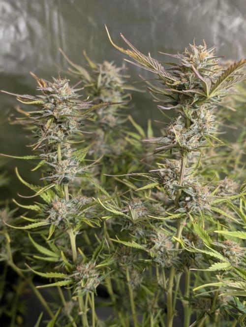 Creamzilla Auto x3. Week 11