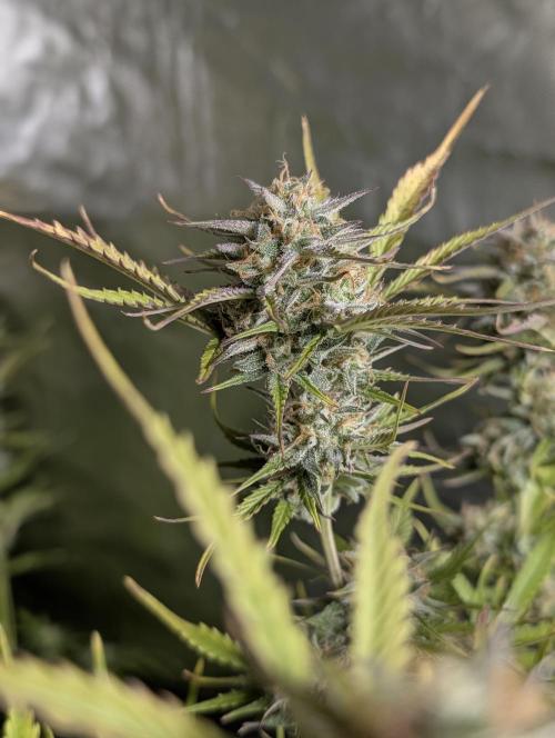 Creamzilla Auto x3. Week 11