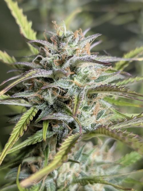 Creamzilla Auto x3. Week 11