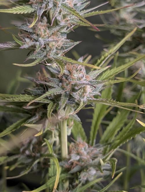 Creamzilla Auto x3. Week 11