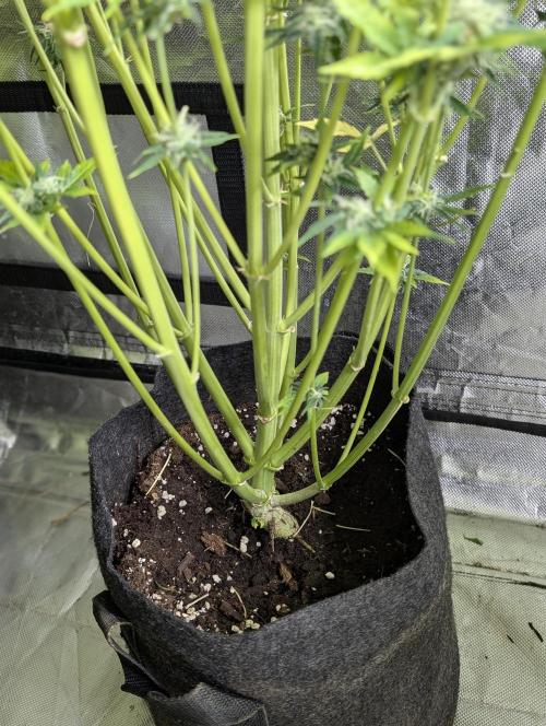 Creamzilla Auto x3. Week 11