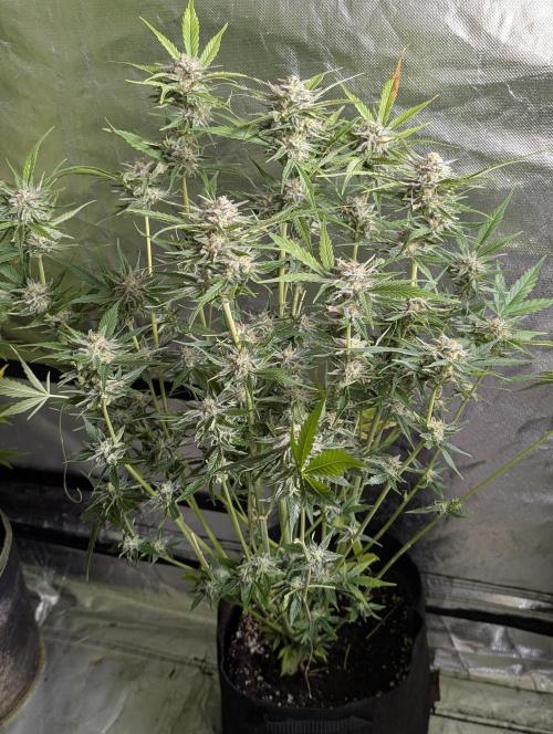 Creamzilla Auto x3. Week 11 - N1