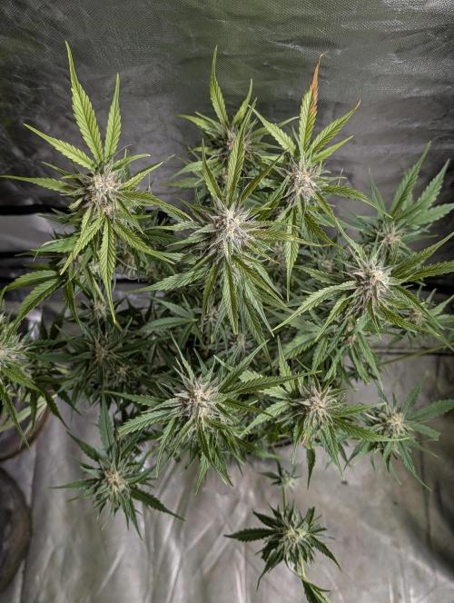 Creamzilla Auto x3. Week 11