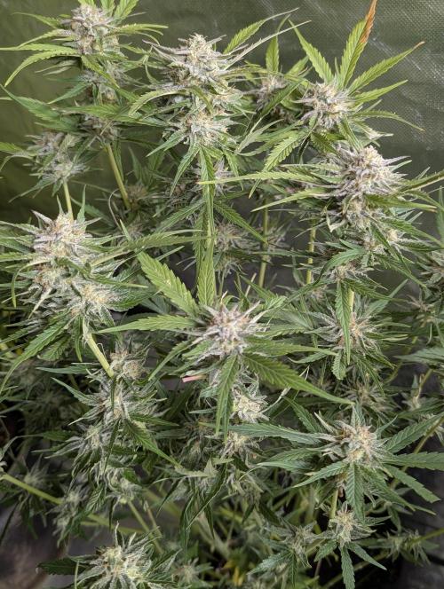 Creamzilla Auto x3. Week 11