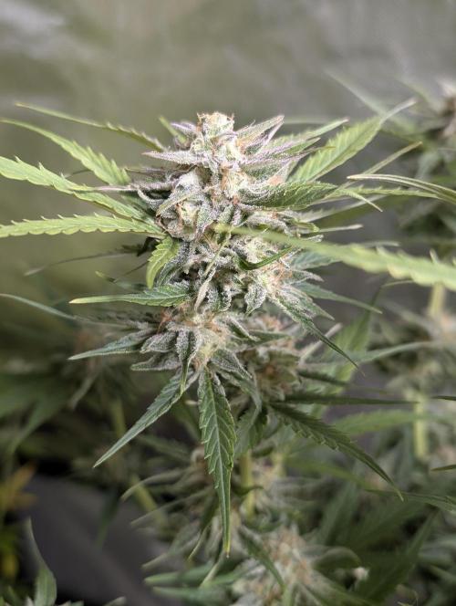 Creamzilla Auto x3. Week 11