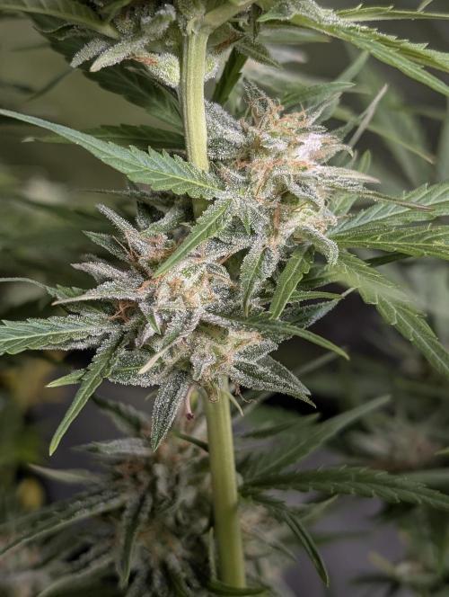 Creamzilla Auto x3. Week 11