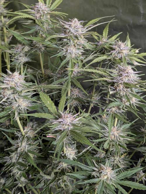 Creamzilla Auto x3. Week 11