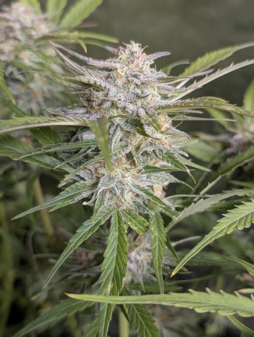 Creamzilla Auto x3. Week 11