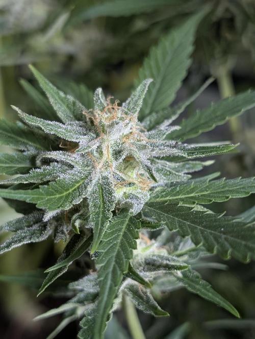 Creamzilla Auto x3. Week 11