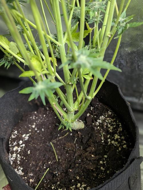 Creamzilla Auto x3. Week 11