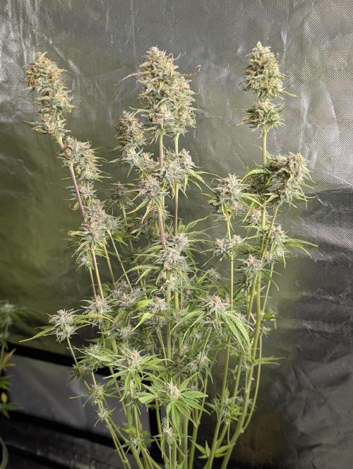 Creamzilla Auto x3. Week 11 - N2