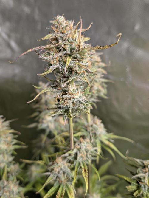 Creamzilla Auto x3. Week 11