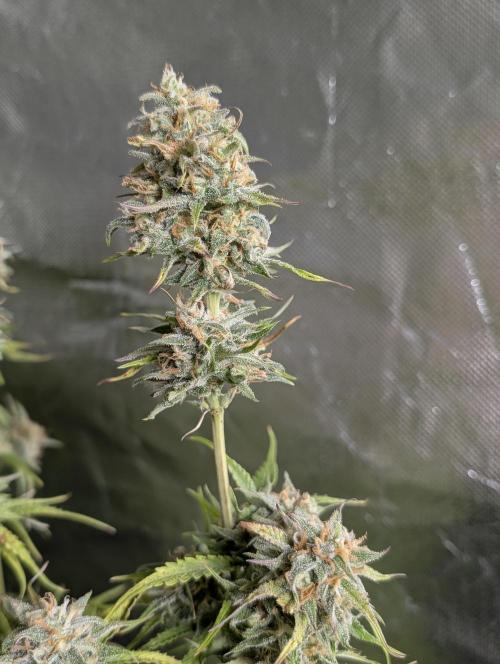 Creamzilla Auto x3. Week 11