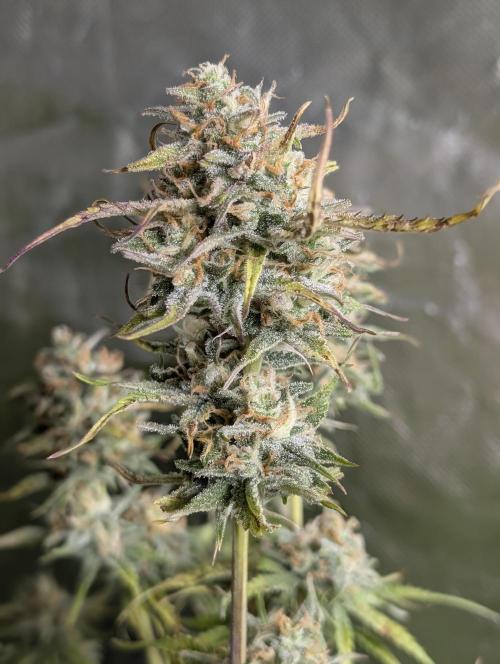 Creamzilla Auto x3. Week 11