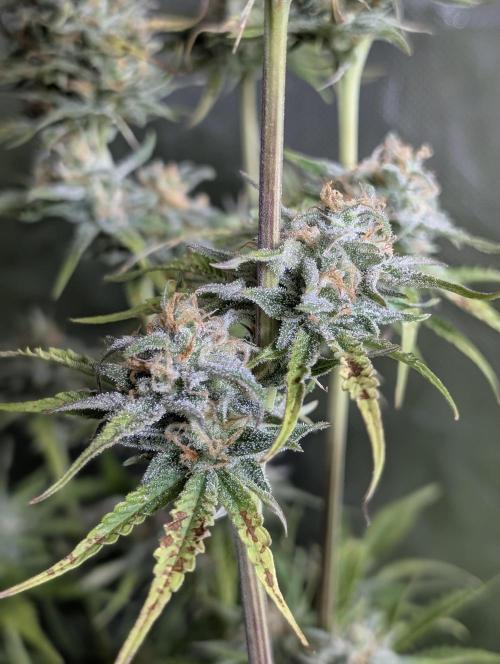 Creamzilla Auto x3. Week 11