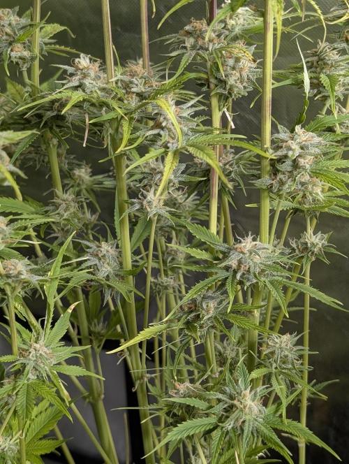 Creamzilla Auto x3. Week 11