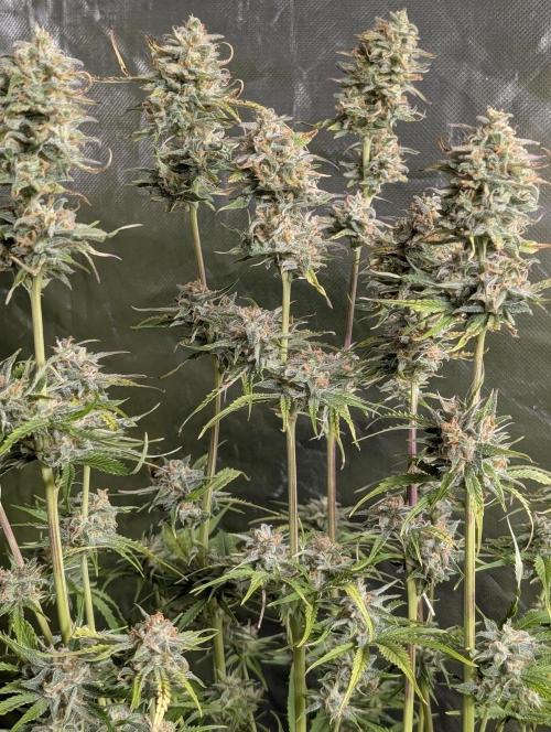 Creamzilla Auto x3. Week 11