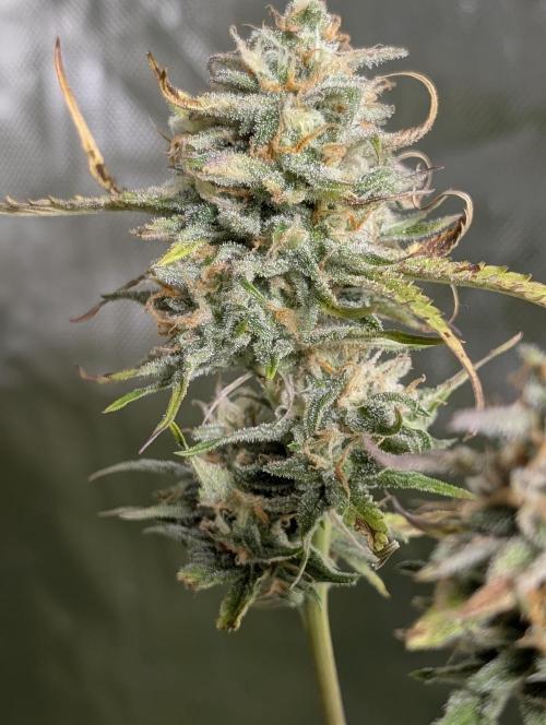 Creamzilla Auto x3. Week 11