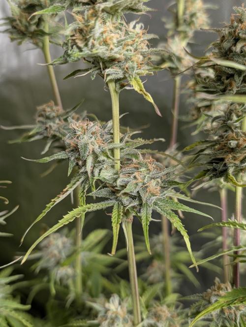 Creamzilla Auto x3. Week 11