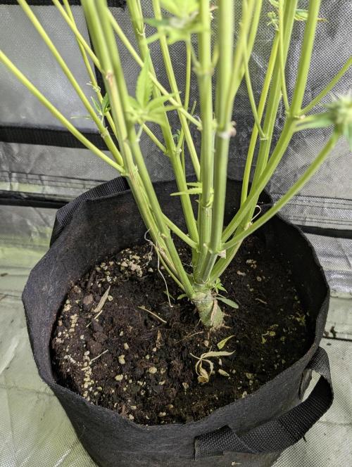 Creamzilla Auto x3. Week 11