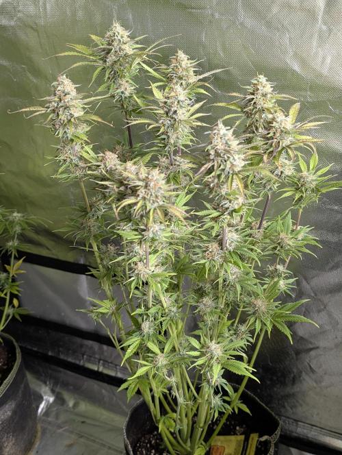 Creamzilla Auto x3. Week 11 - N3