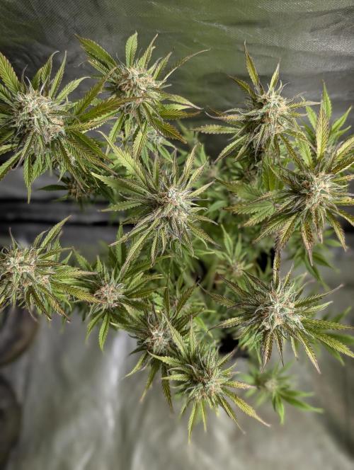 Creamzilla Auto x3. Week 11