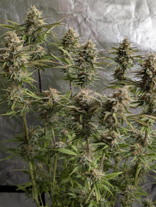 Creamzilla Auto x3. Week 11