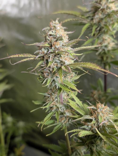 Creamzilla Auto x3. Week 11