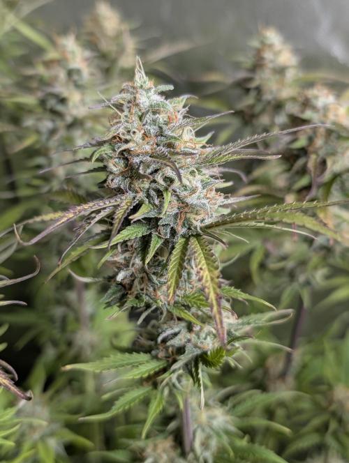 Creamzilla Auto x3. Week 11