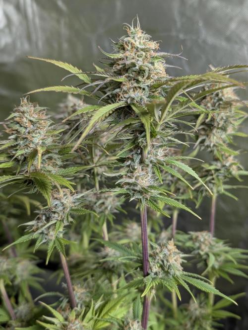 Creamzilla Auto x3. Week 11