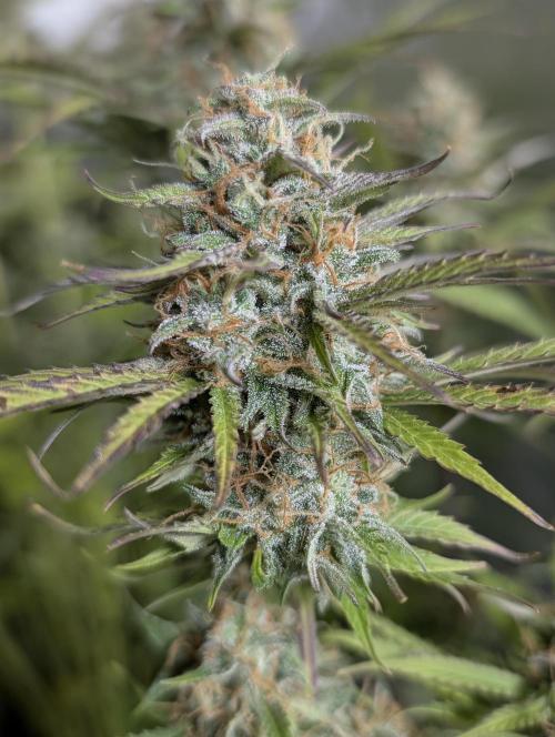 Creamzilla Auto x3. Week 11