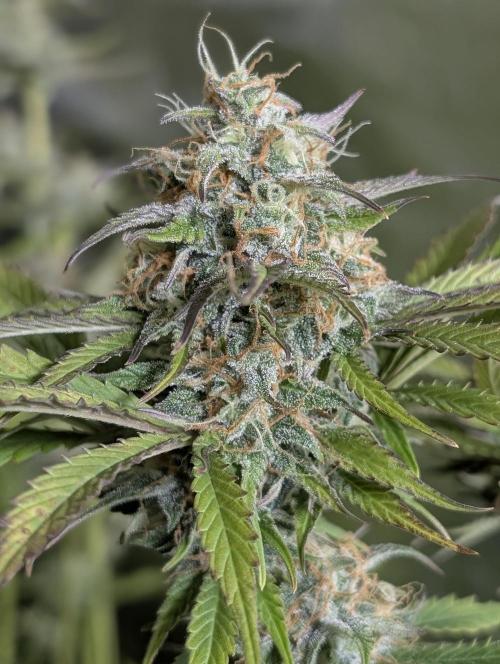 Creamzilla Auto x3. Week 11