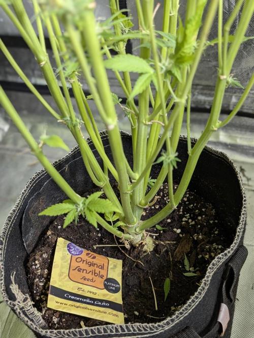 Creamzilla Auto x3. Week 11