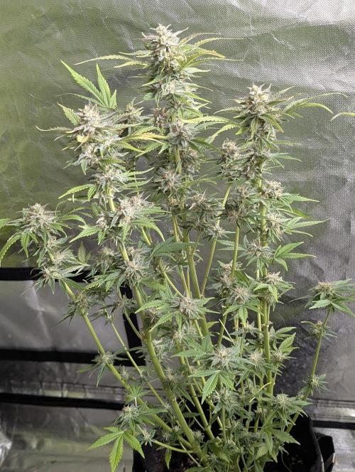 Twilight Zlush Auto x4. Week 11 - N1
