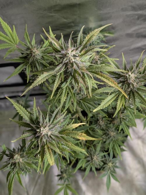 Twilight Zlush Auto x4. Week 11