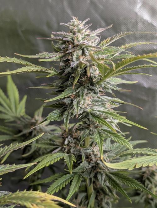 Twilight Zlush Auto x4. Week 11