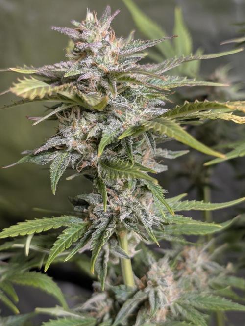 Twilight Zlush Auto x4. Week 11