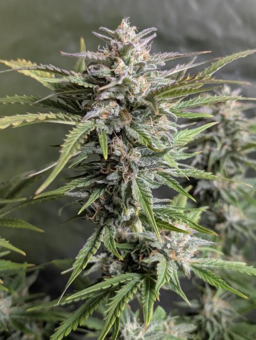 Twilight Zlush Auto x4. Week 11