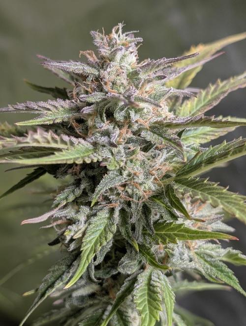 Twilight Zlush Auto x4. Week 11