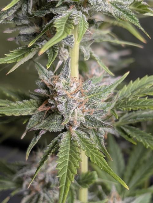 Twilight Zlush Auto x4. Week 11