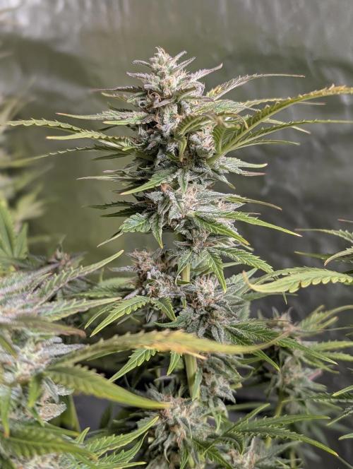 Twilight Zlush Auto x4. Week 11