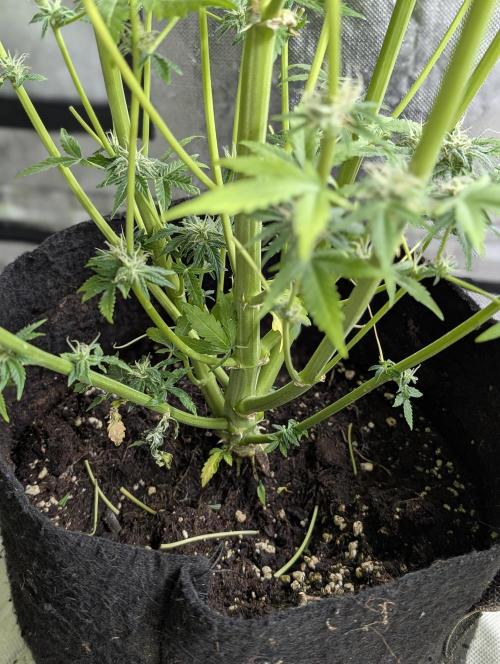 Twilight Zlush Auto x4. Week 11