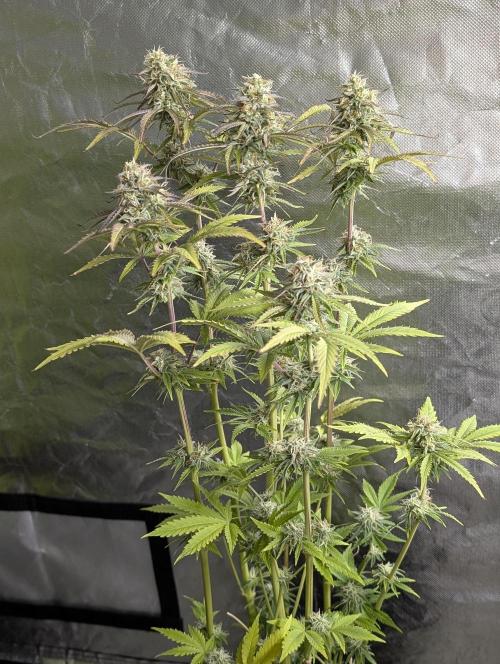Twilight Zlush Auto x4. Week 11 - N2