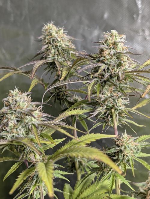 Twilight Zlush Auto x4. Week 11