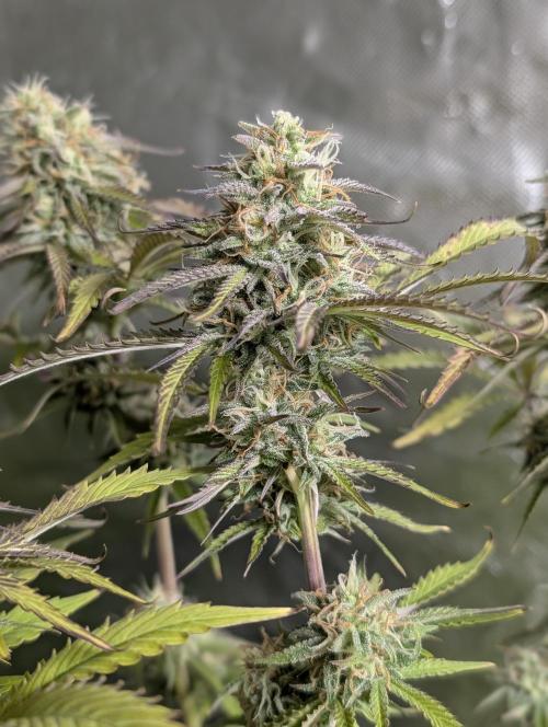 Twilight Zlush Auto x4. Week 11