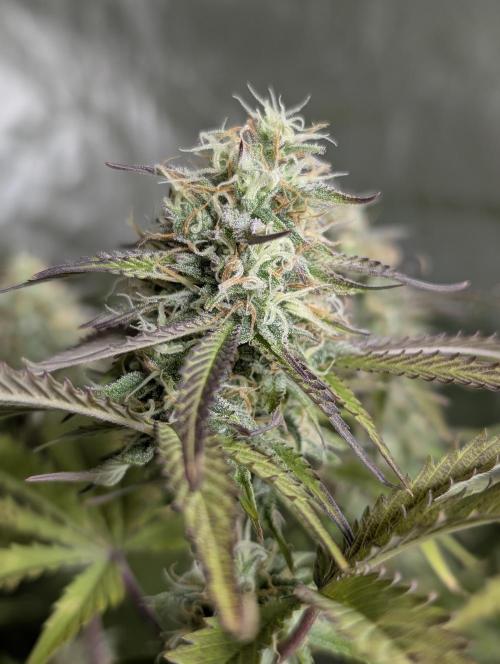 Twilight Zlush Auto x4. Week 11