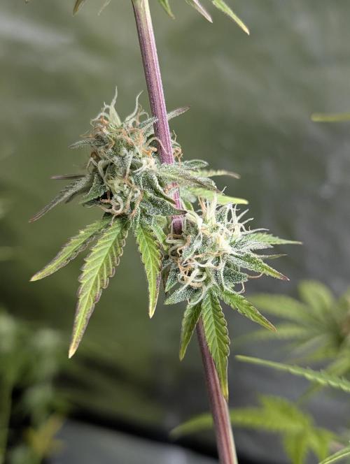 Twilight Zlush Auto x4. Week 11