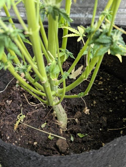 Twilight Zlush Auto x4. Week 11